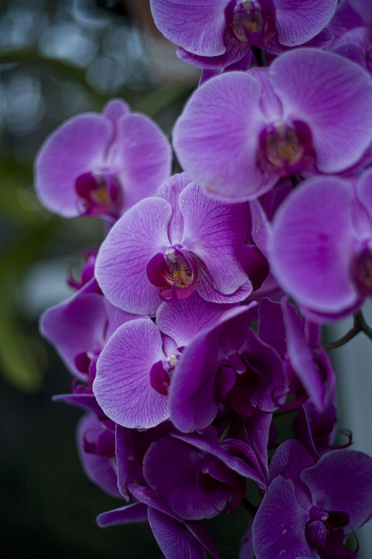 Phalenopsis 0409