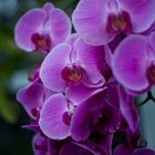 Phalenopsis 0409