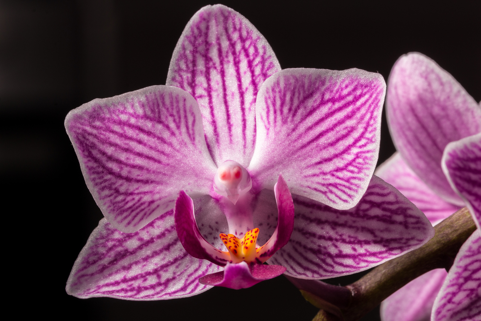 Phalenopsis