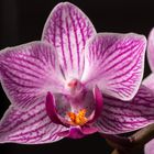 Phalenopsis