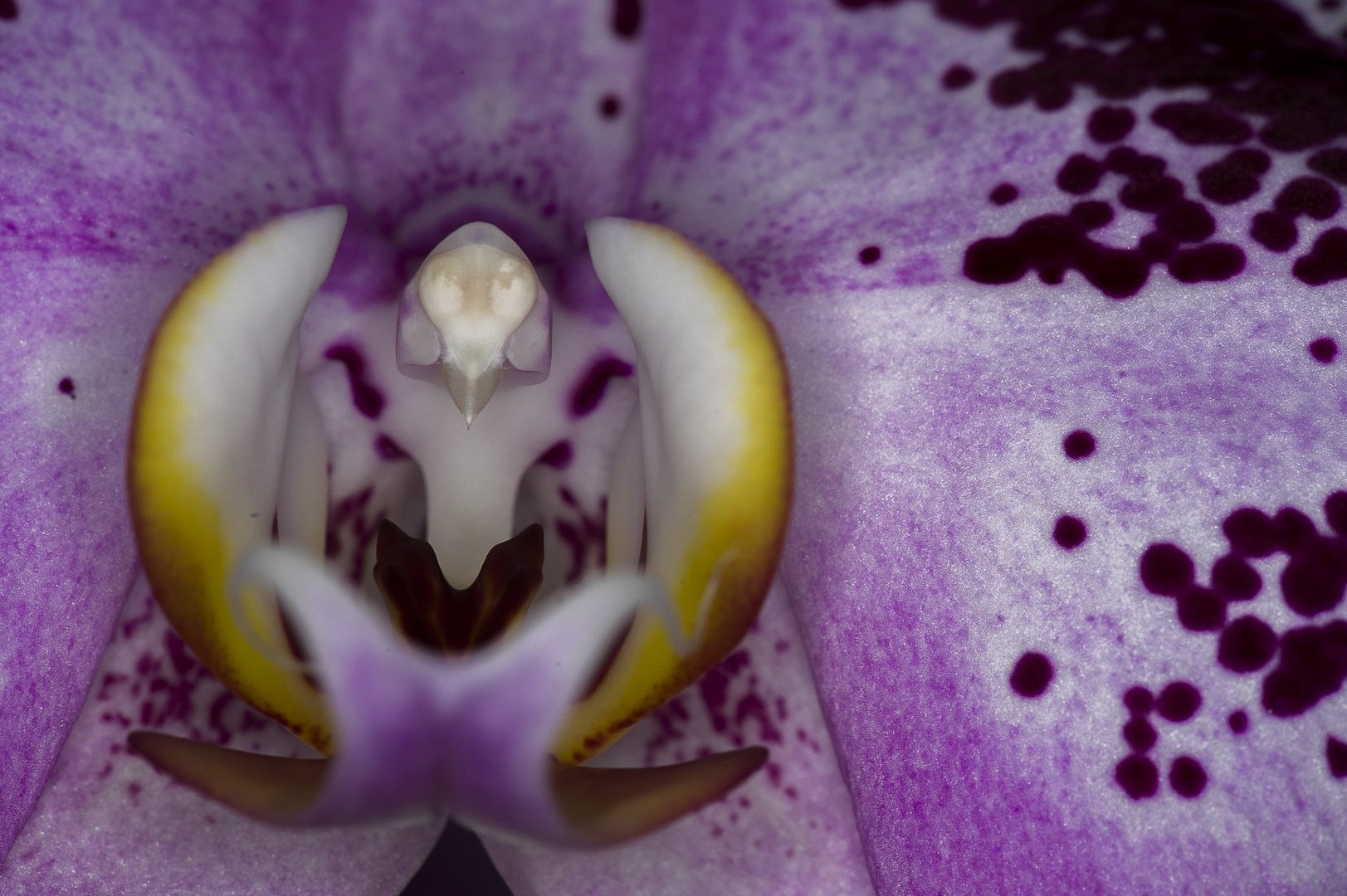 Phalenopsis