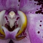 Phalenopsis