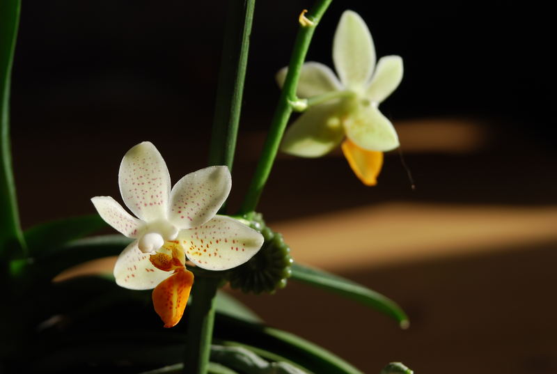 Phalenopsis