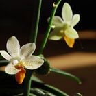 Phalenopsis