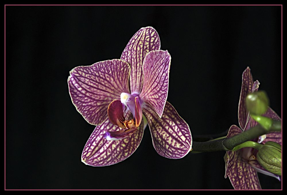 Phalenopsis 2