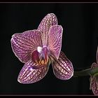 Phalenopsis 2