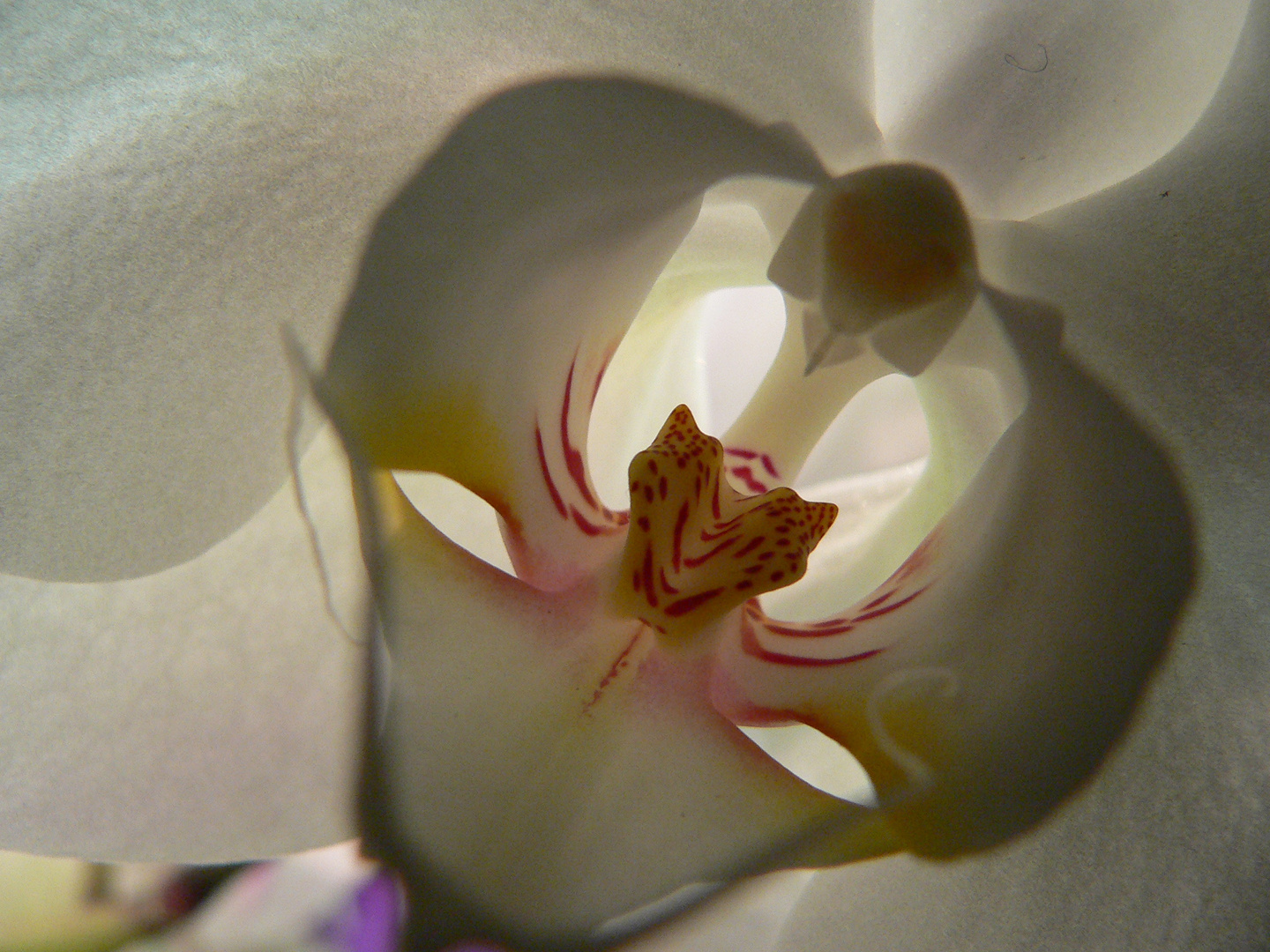 phalenopsis