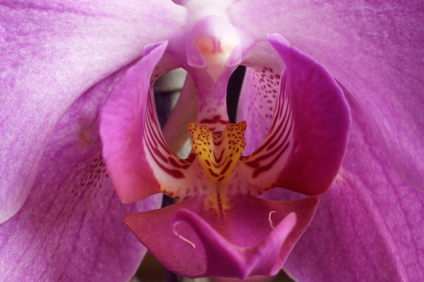 Phalenopsis