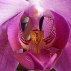 Phalenopsis