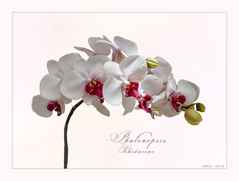 PHALENOPSIS