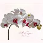 PHALENOPSIS