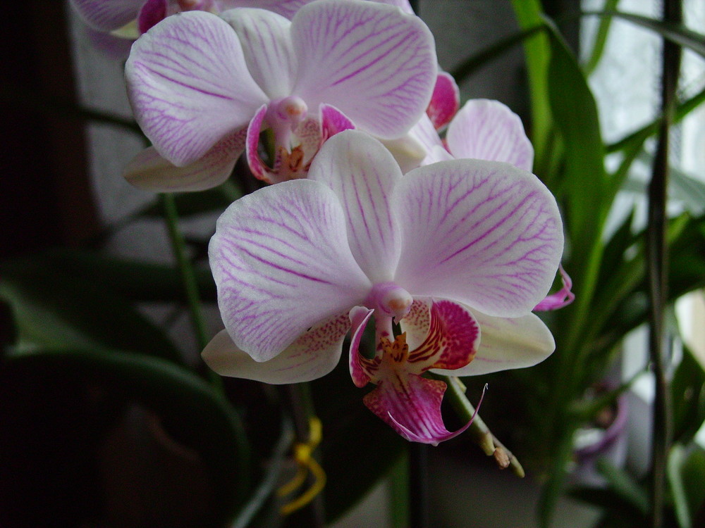 Phalenopsis