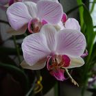 Phalenopsis