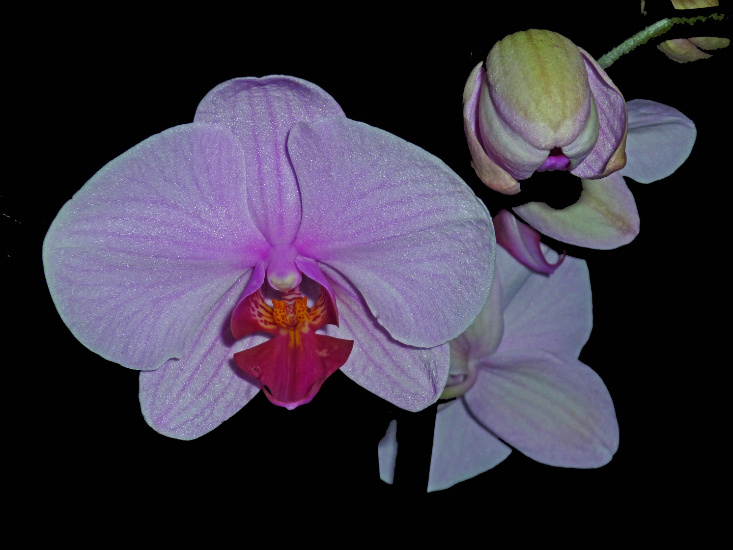 Phalenopsis