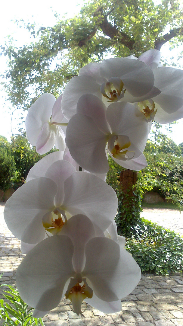 Phalenopsis am Fenster