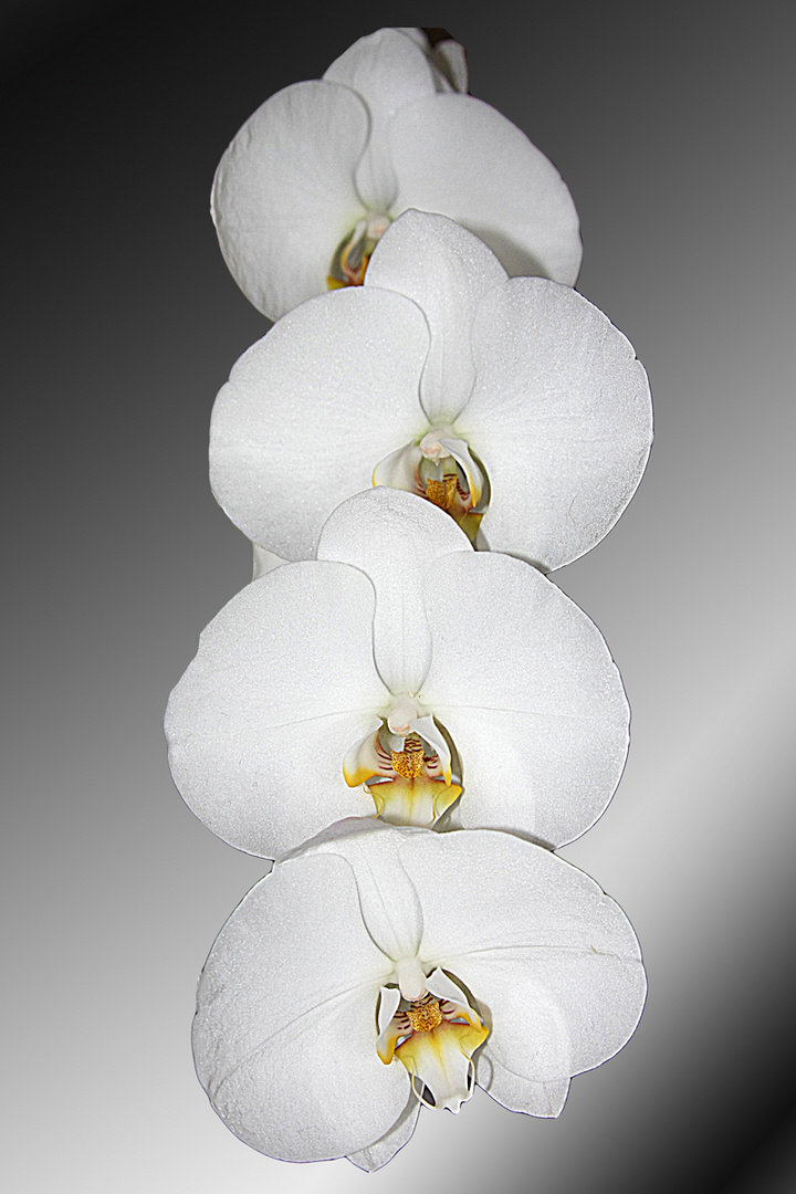 Phalenopsis