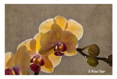 Phalenopsis