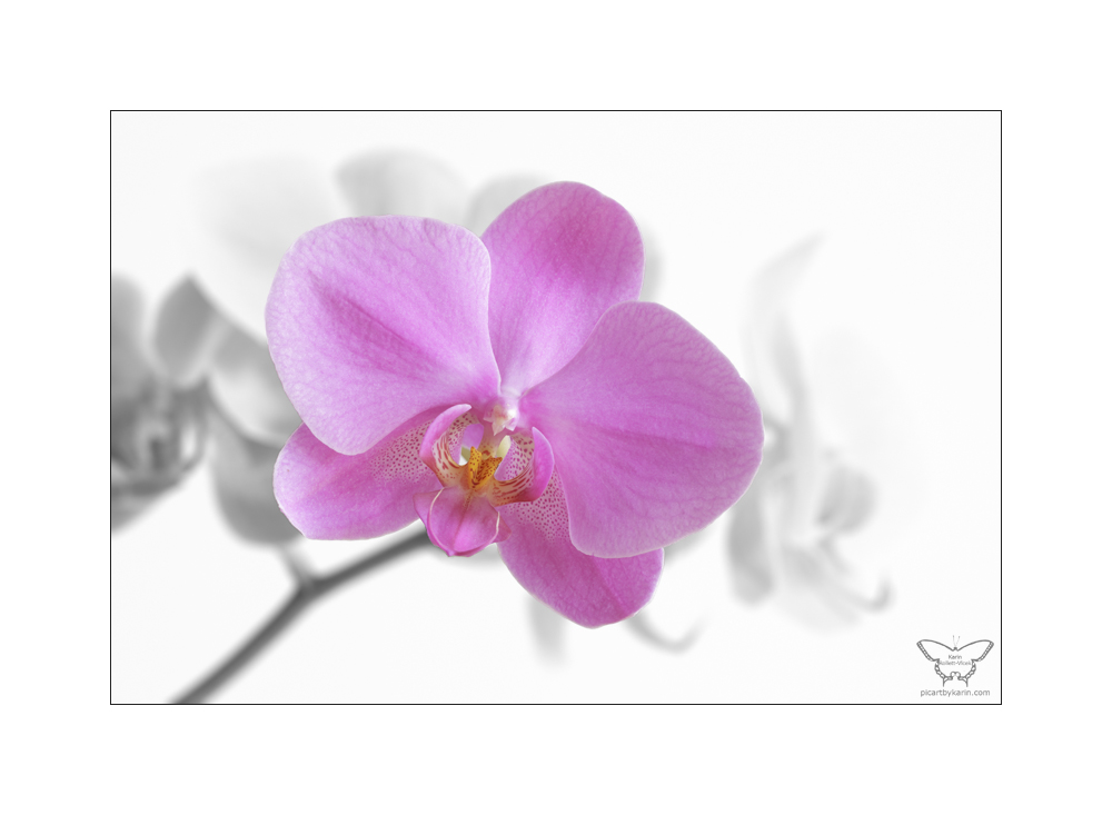 phalenopsis - colorkey