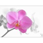 phalenopsis - colorkey