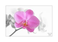 phalenopsis - colorkey