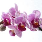 Phalenopsis