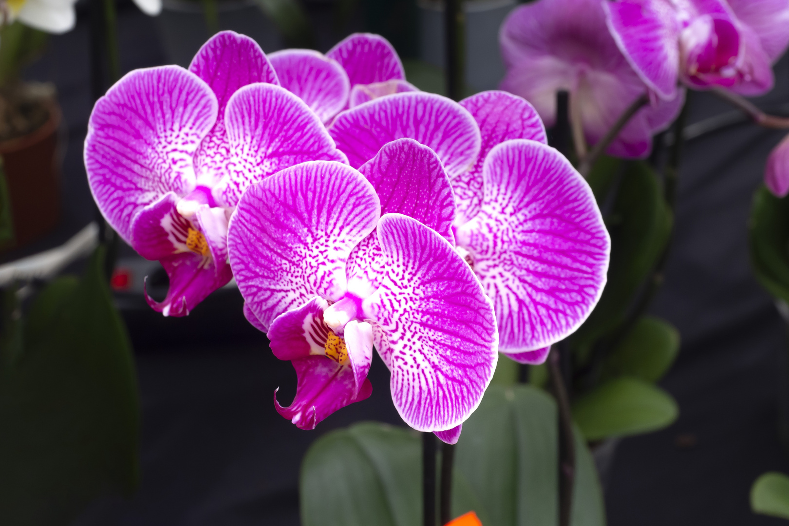 Phalenopsis