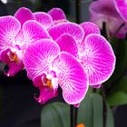 Phalenopsis