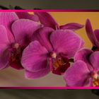 Phalenopsis der Fastenzeit