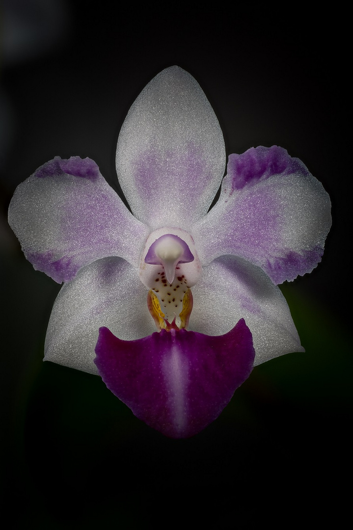 Phalenopsis equestris