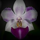 Phalenopsis equestris