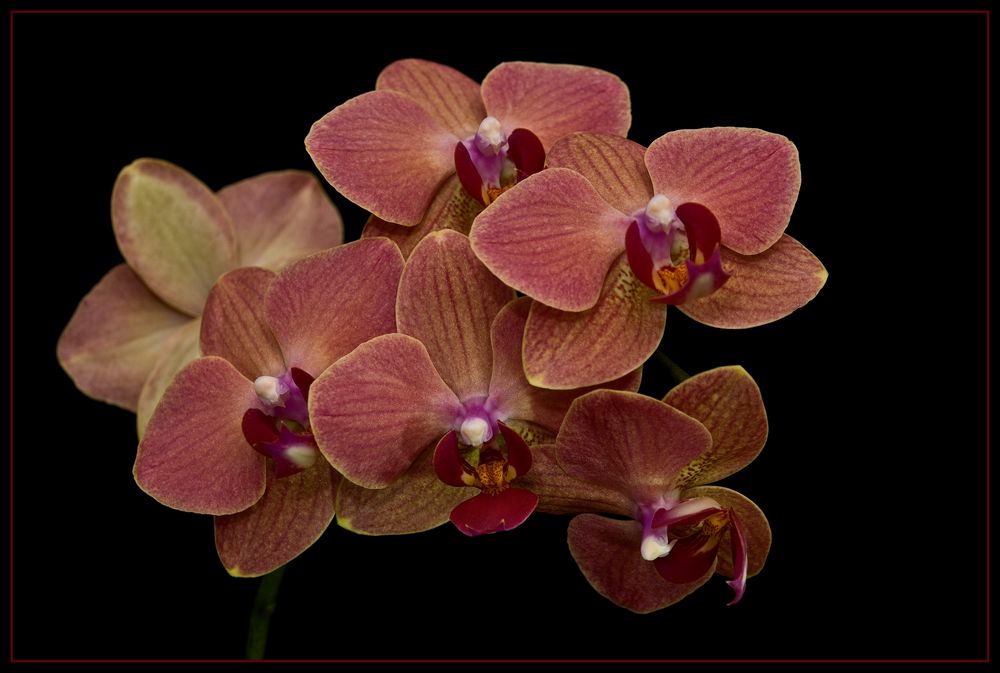 Phalenopsis Gruppe