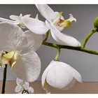 Phalenopsis, I