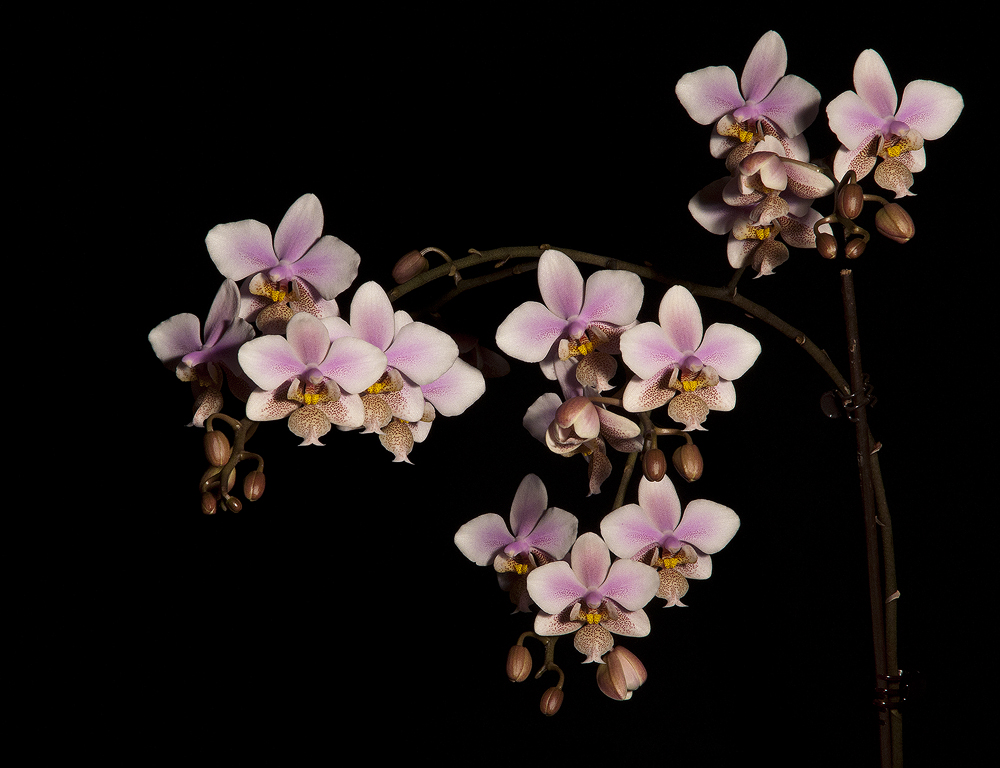 Phalenopsis II