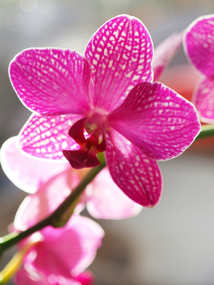 Phalenopsis im Gegenlicht