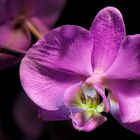 Phalenopsis in Pink