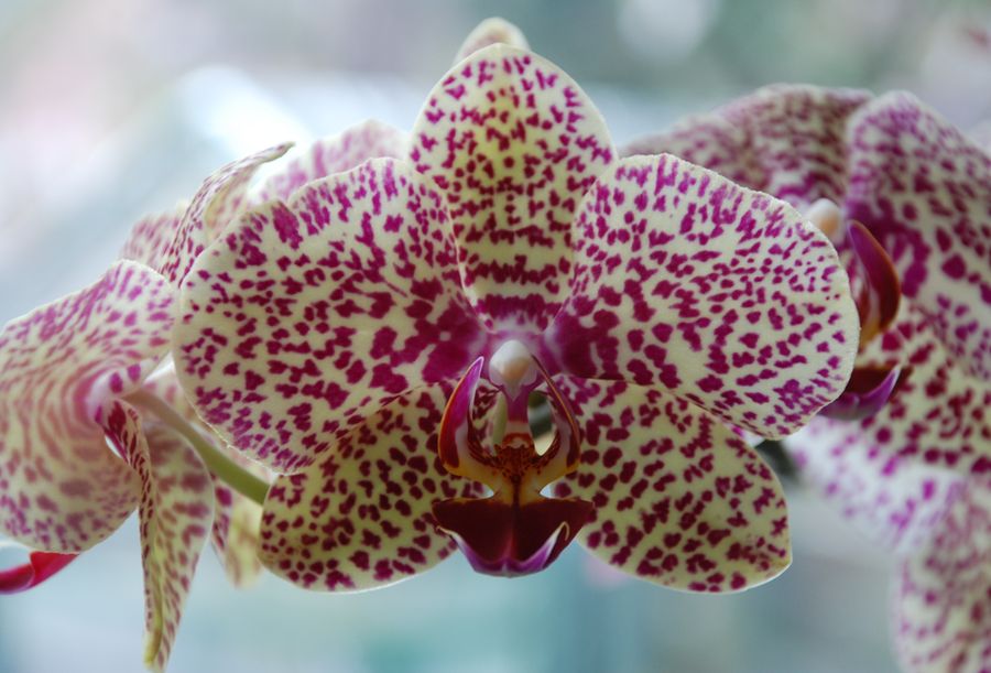 Phalenopsis Orchidee