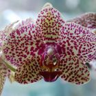 Phalenopsis Orchidee