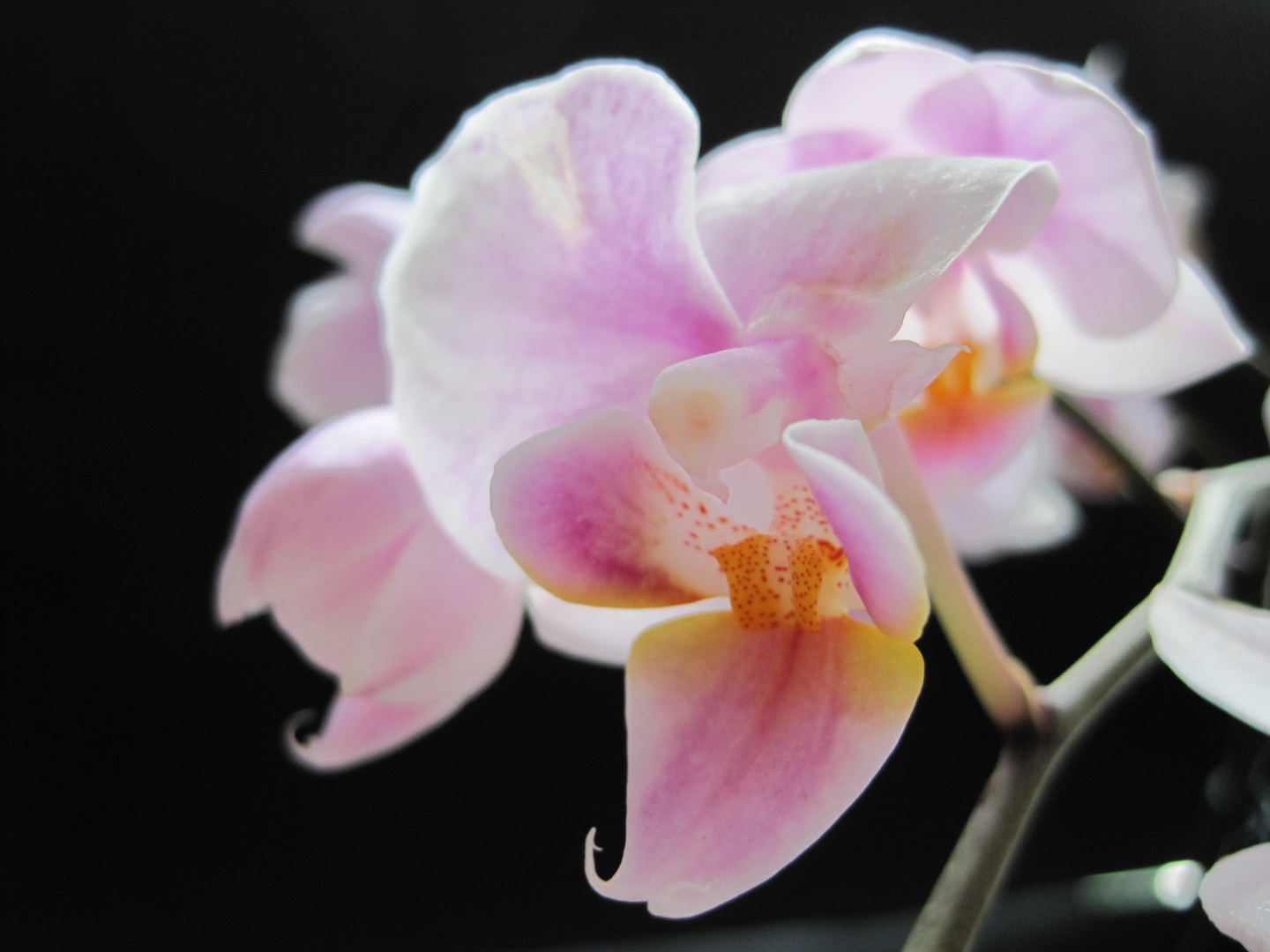 Phalenopsis Orchideenblüte