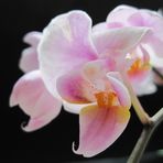 Phalenopsis Orchideenblüte