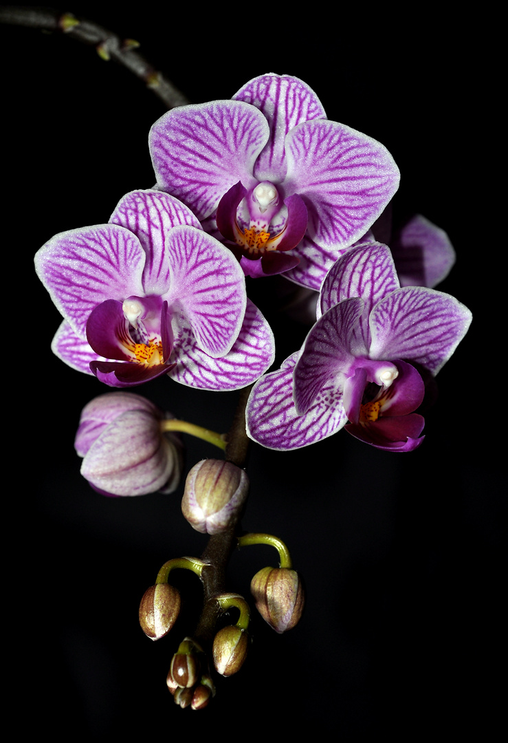 Phalenopsis von der Fensterbank