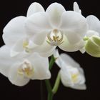 Phaleonopsis