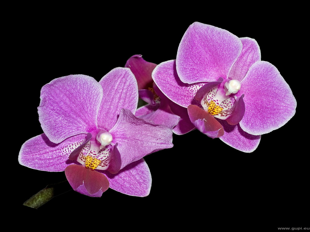 Phaleonopsis