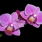 Phaleonopsis