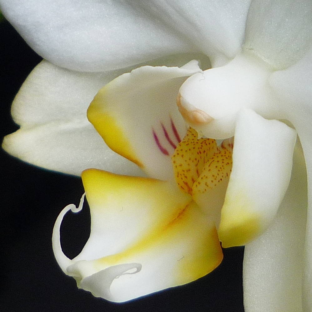 Phaleonopsis