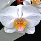 Phaleonopsis-Blüte