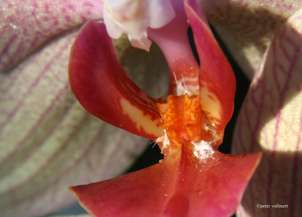 Phaleonopsis 'cadirena x P. fasciata'