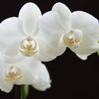 Phaleonopsis II