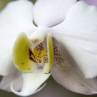 Phaleonopsis x leucorrhoda