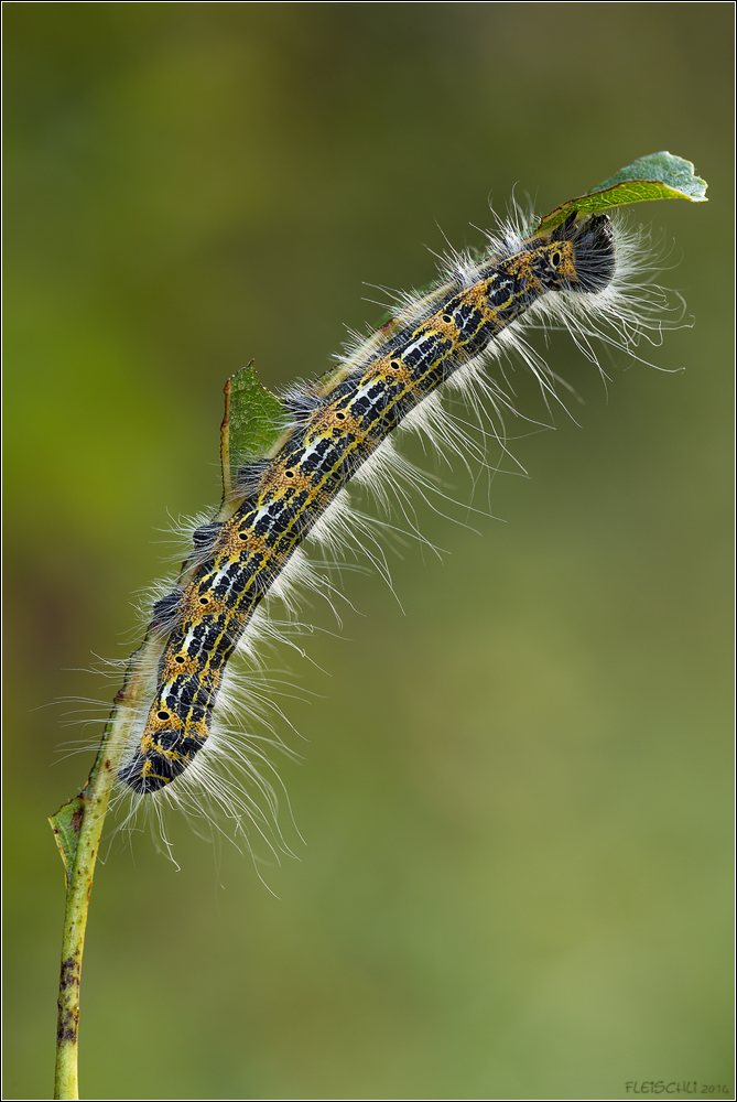 Phalera bucephala