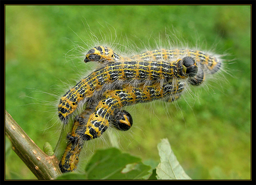 Phalera bucephala